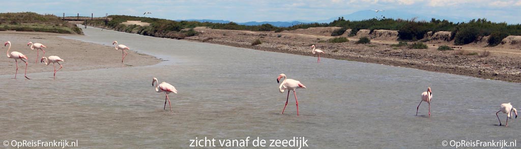 Camargue; flamingo's vanaf de zeedijk